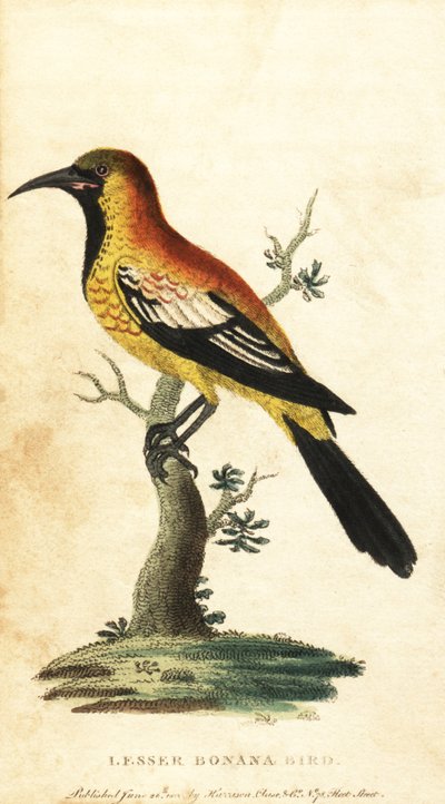 Oriole koltrast, Gymnomystax mexicanus. ,1800 (gravyr) av George Edwards