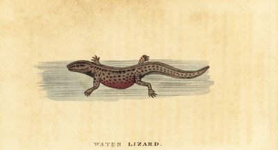Slät vattensalamander, Lissotriton vulgaris. ,1800 (gravyr) av George Edwards