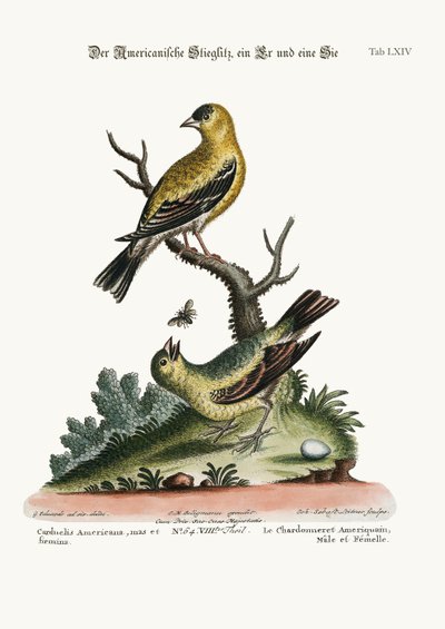 The American Goldfinch, Cock and Hen, 1749-73 av George Edwards