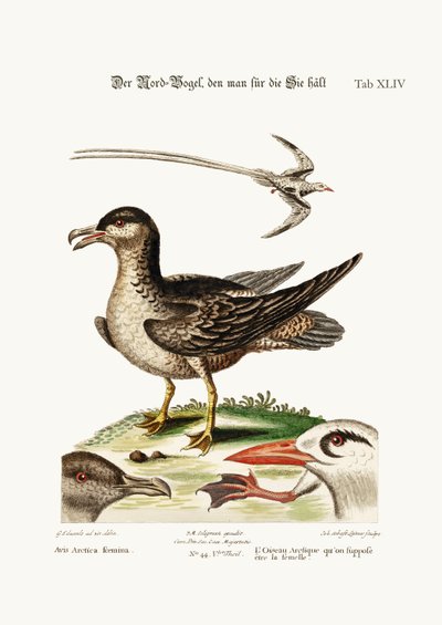 Arctick Bird, som skulle vara hönan. Den tropiska fågeln, 1749-73 av George Edwards