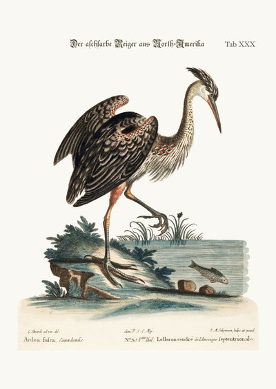 Den askfärgade hägern från Nordamerika, 1749-73 av George Edwards