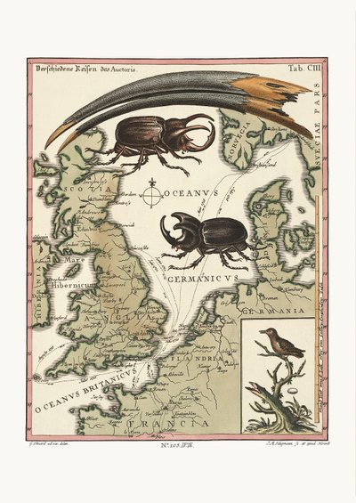 Den aegyptiska ibisens och den minsta kolibrisens räkningar, 1749-73 av George Edwards