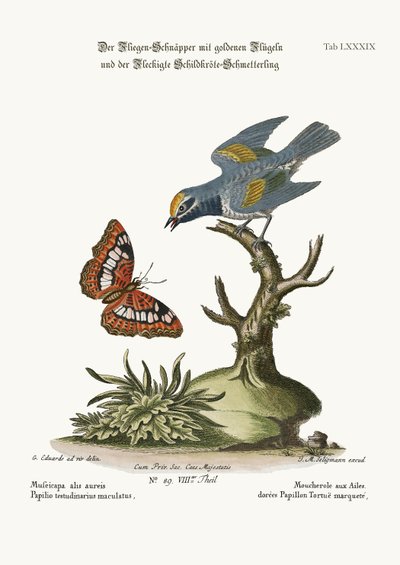 Den guldvingade flugsnapparen och den fläckiga sköldpaddsfjärilen, 1749-73 av George Edwards