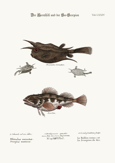 Den hornade fisken och havsskorpionen, 1749-73 av George Edwards