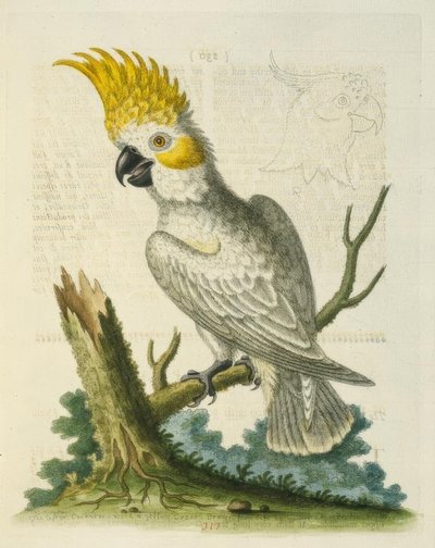 Den lilla vita kakaduan med ett gult vapen. / Le Petit Cacatua Blanc på Crete Jaune av George Edwards
