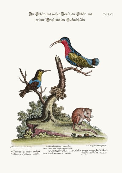 Rödbröstad kolibri, gröntstrupig kolibri och malmö, 1749-73 av George Edwards