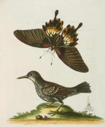 Wallcreeper i Surinam. / Surinams murklättrare av George Edwards