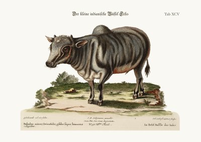 Den lilla indiska buffeln, 1749-73 av George Edwards