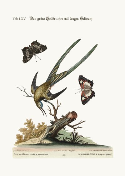 Långsvansgrön kolibri, 1749-73 av George Edwards