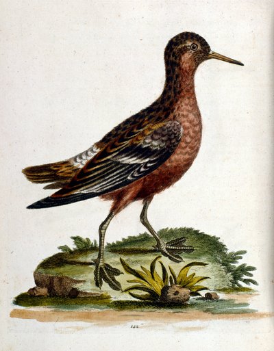 Akvarellillustration från en bok med sällsynta fåglar av G Edwards 1750. George Edwards (1694-1773) var en brittisk naturforskare och ornitolog. Han reste mycket genom Europa och studerade naturhistoria och fåglar i synnerhet. Han fick ett visst erkännande av George Edwards
