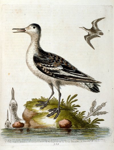 Akvarellillustration från en bok med sällsynta fåglar av G Edwards 1750. George Edwards (1694-1773) var en brittisk naturforskare och ornitolog. Han reste mycket genom Europa och studerade naturhistoria och fåglar i synnerhet. Han fick ett visst erkännande av George Edwards