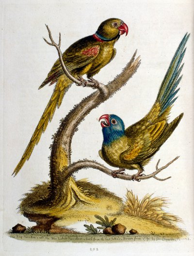 Akvarellillustration från en bok med sällsynta fåglar av G Edwards 1750. George Edwards (1694-1773) var en brittisk naturforskare och ornitolog. Han reste mycket genom Europa och studerade naturhistoria och fåglar i synnerhet. Han fick ett visst erkännande av George Edwards