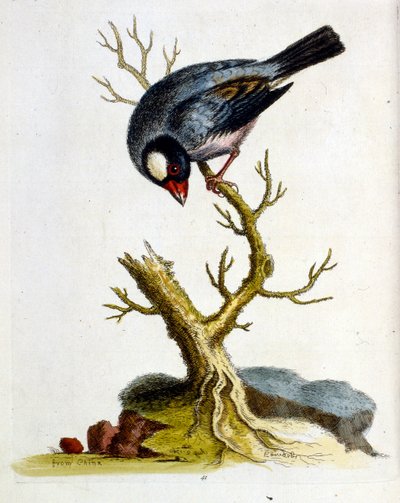 Akvarellillustration från en bok med sällsynta fåglar av G Edwards 1750. George Edwards (1694-1773) var en brittisk naturforskare och ornitolog. Han reste mycket genom Europa och studerade naturhistoria och fåglar i synnerhet. Han fick ett visst erkännande av George Edwards