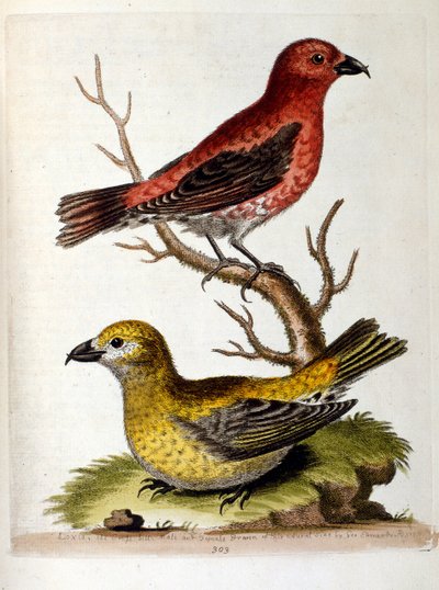 Akvarellillustration från en bok med sällsynta fåglar av G Edwards 1750. George Edwards (1694-1773) var en brittisk naturforskare och ornitolog. Han reste mycket genom Europa och studerade naturhistoria och fåglar i synnerhet. Han fick ett visst erkännande av George Edwards