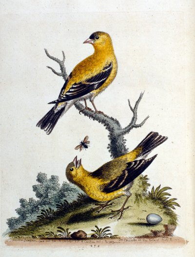 Akvarellillustration från en bok med sällsynta fåglar av G Edwards 1750. George Edwards (1694-1773) var en brittisk naturforskare och ornitolog. Han reste mycket genom Europa och studerade naturhistoria och fåglar i synnerhet. Han fick ett visst erkännande av George Edwards