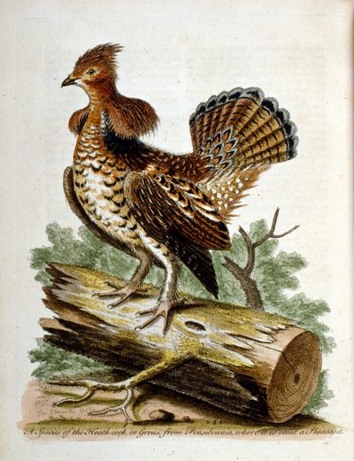  av George Edwards