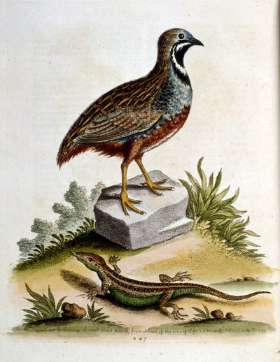  av George Edwards
