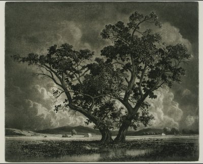 Old Cottonwoods, Colorado av George Elbert Burr
