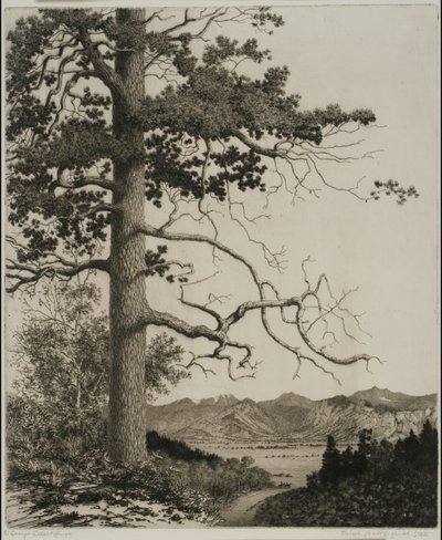 Old Pine, Estes Park av George Elbert Burr