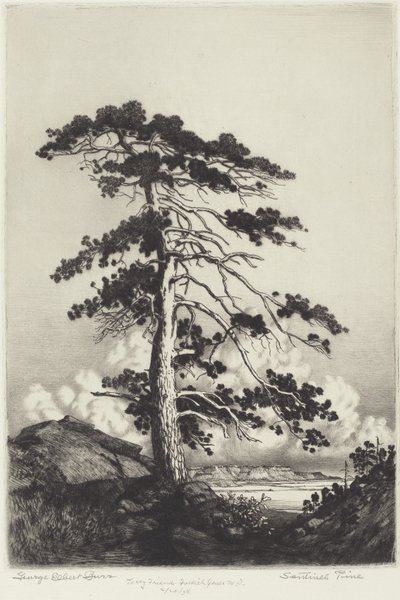 Sentinel Pine av George Elbert Burr
