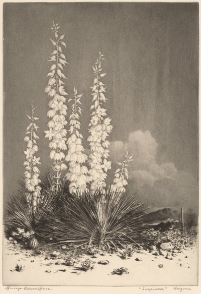 Soapweed, Arizona (nr 2) av George Elbert Burr