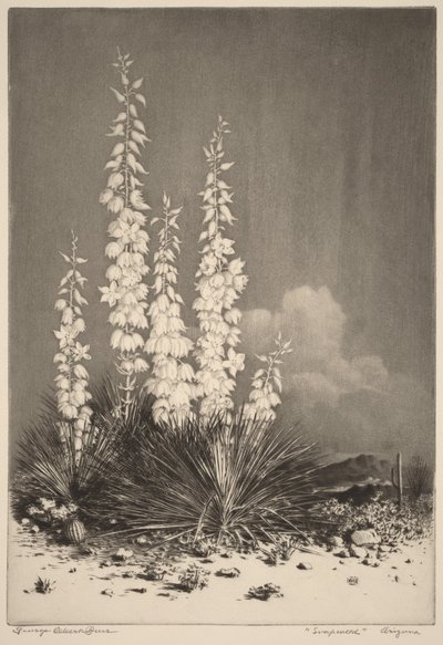 Såpört, Arizona (nr 2) av George Elbert Burr