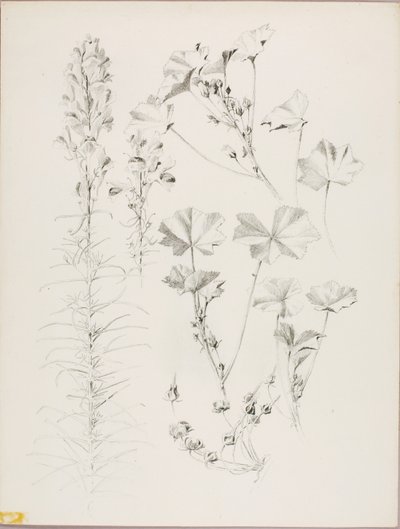 Utan titel (botanisk studie) av George Elbert Burr