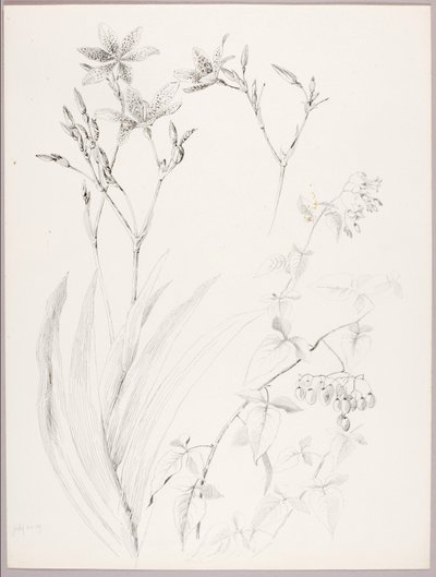 Utan titel (botanisk studie) av George Elbert Burr
