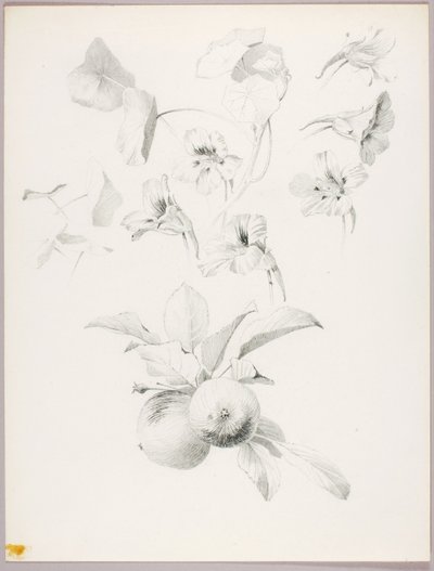 Utan titel (botanisk studie) av George Elbert Burr