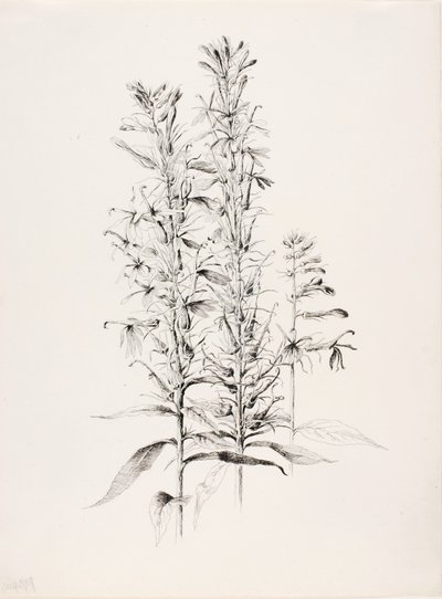 Utan titel (Kardinalblomma, Lobelia Cardinalis) av George Elbert Burr