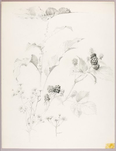 Utan titel (Tusenskönor och björnbär) av George Elbert Burr