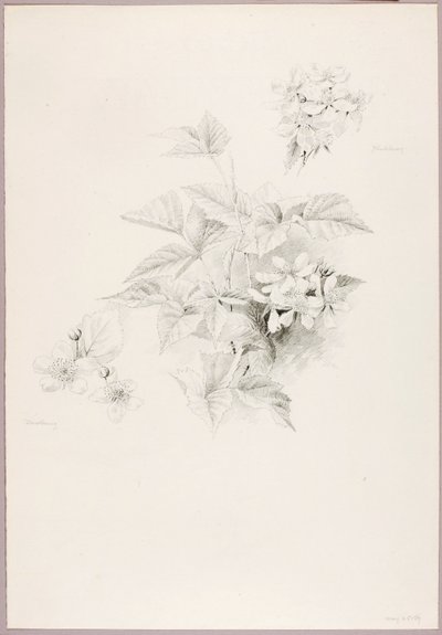 Utan titel (Dewberry och Blackberry) av George Elbert Burr