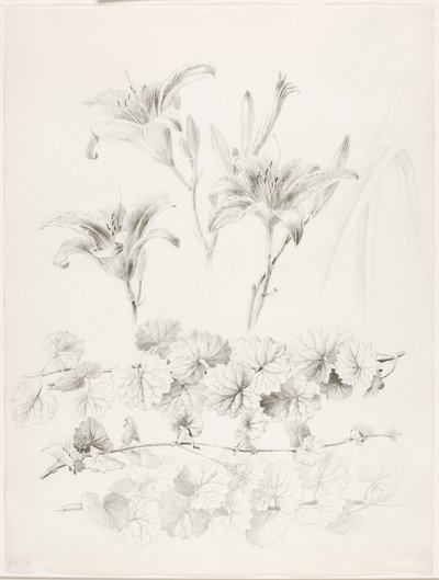 Utan titel (liljor och murgröna) (Glecoma Hederacea) av George Elbert Burr