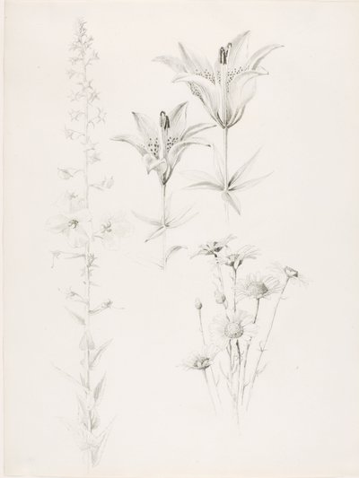 Utan titel (lilja, tusensköna, hibiskus) av George Elbert Burr
