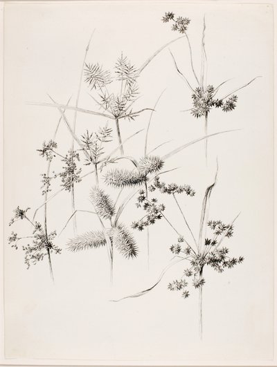 Utan titel (starrgräs) av George Elbert Burr