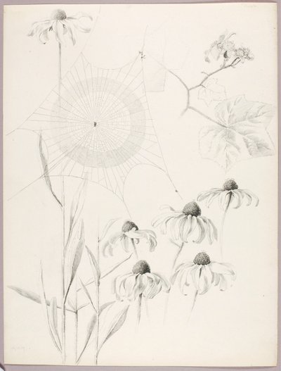 Utan titel (Spindelväv och tusenskönor) av George Elbert Burr