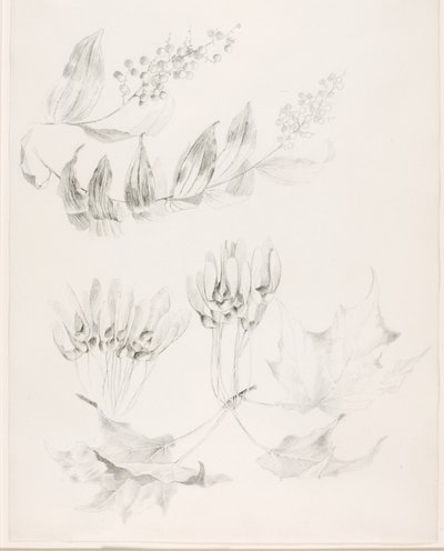 Utan titel (Sockerlönn och falsk salomonsalvia) av George Elbert Burr
