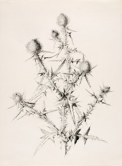 Utan titel (Thistle) av George Elbert Burr