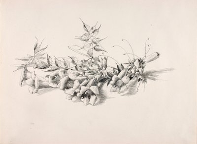 Utan titel (Trumpetvin, Campsis Radicans) av George Elbert Burr