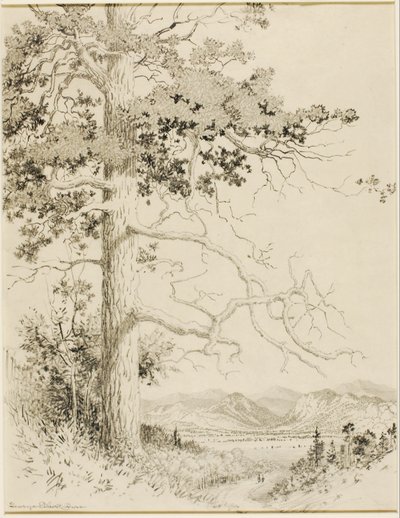Utan titel (överföringsritning för Old Pine, Estes Park) av George Elbert Burr