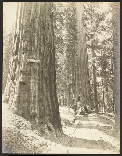 Kör genom Wawona, Mariposa Grove. Diameter 24 fot. av George Fiske