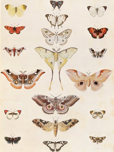 Lepidoptera från Natal och Zulu-landet av George French Angas