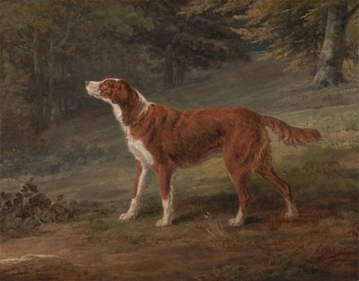 Ranger, en setter, egendom av Elizabeth Gray av George Garrard