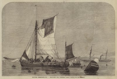 British Fisheries, nr 7, trav för Whelks av George Henry Andrews