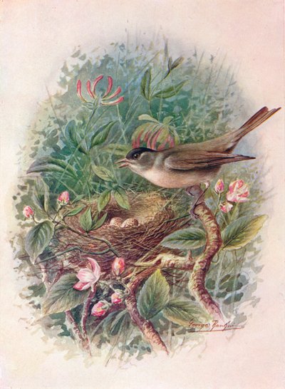 Blackcap - Sylvia atricapilla, c1910, 1910 av George James Rankin