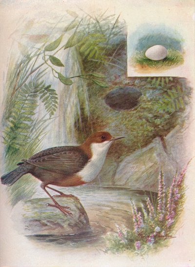 Dipper eller Water-Ousel - Cinclus aquaticus, c1910, 1910 av George James Rankin