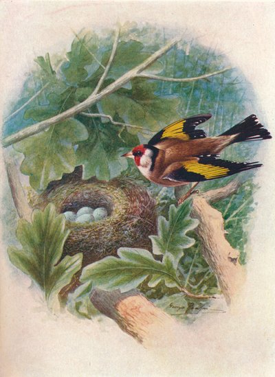 Goldfinch - Carduelis elegans, c1910, 1910 av George James Rankin
