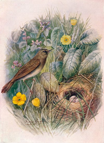 Gräshoppa - Locustella naevia, c1910, 1910 av George James Rankin