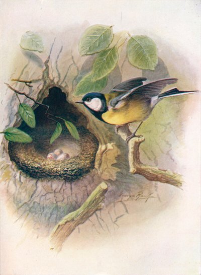 Talgoxe - Parus major, c1910, 1910 av George James Rankin
