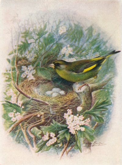 Grönfink - Ligurinus chloris, c1910, 1910 av George James Rankin